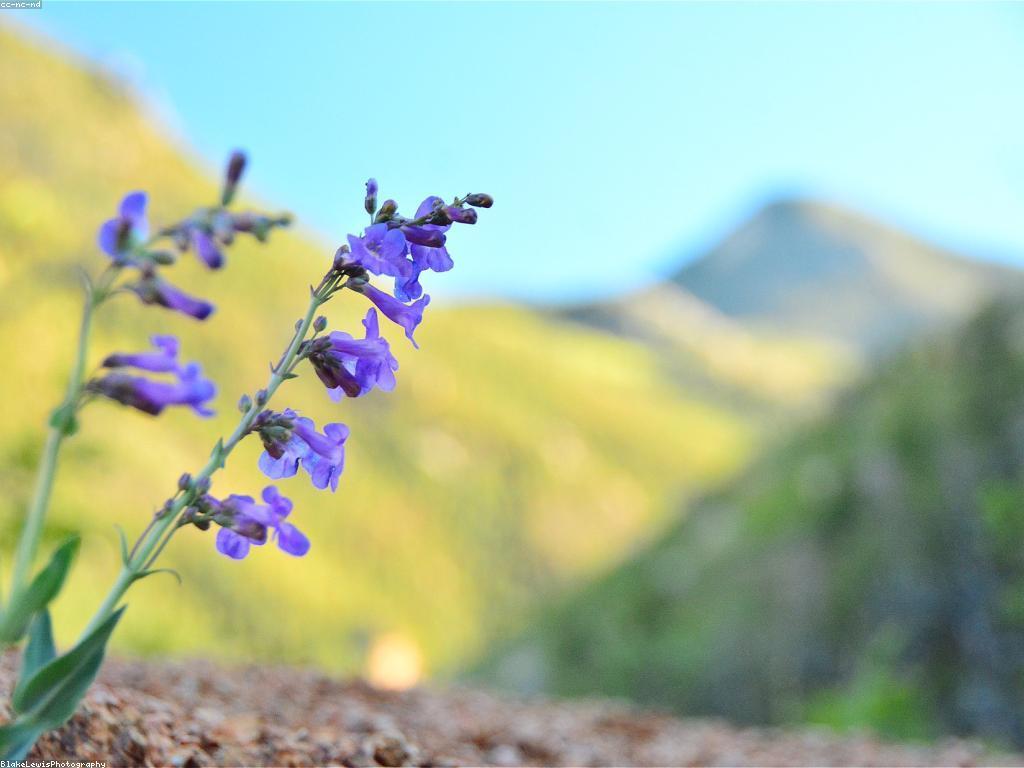 ការប្រើប្រាស់បាញ់ត្រីអោយមានប្រសិទ្ធភាពខ្ពស់